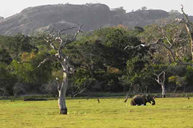 ආපදා තත්ත්වය හේතුවෙන් වසා දමා තිබූ ජාතික උද්‍යාන කිහිපයක් යළි විවෘත කෙරේ