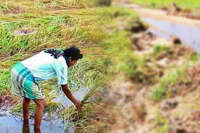 හානිවූ ගොවි බිම්වලට කඩිනමින් වන්දි ලබා දීමට පියවර