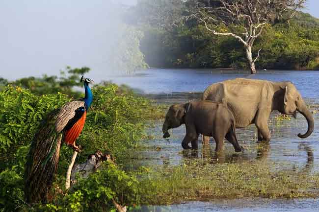 වසා දැමුණු වන උද්‍යාන සහ සංචාරක නිවාස කිහිපයක් හෙට සිට විවෘත කෙරේ 
