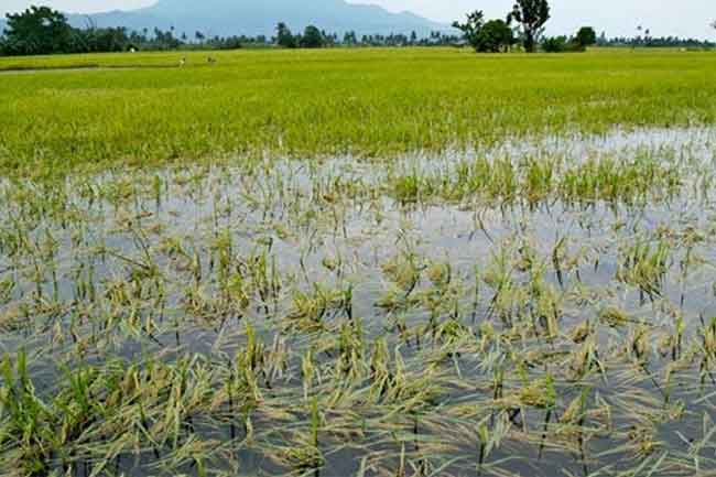 හානියට පත් කෘෂිකාර්මික ක්ෂේත්‍ර යථාවත් කිරීම සම්බන්ධව දැනුම්දීමක්