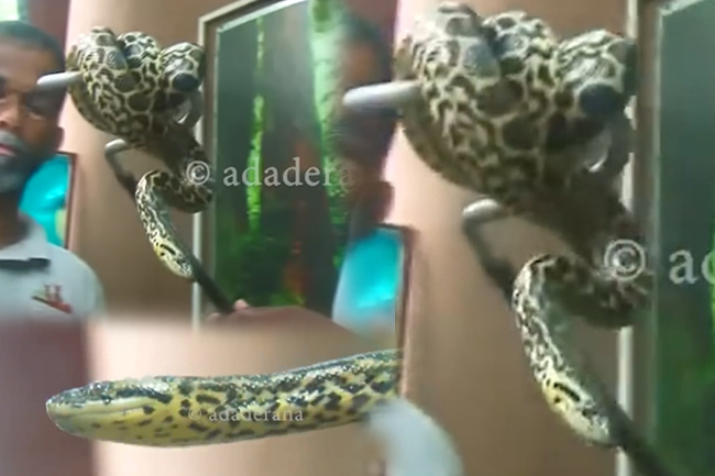 දෙහිවල සිටි කහ ඇනකොණ්ඩා පැටවා අතුරුදන්