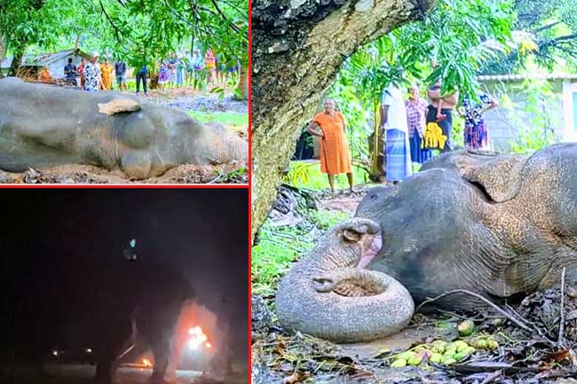 වනඅලියා පිලිස්සූ පුද්ගලයා අත්අඩංගුවට ගන්න යුද හමුදා නිලධාරීන් යොදවයි - වීඩියෝව ගැනත් පරීක්ෂණයක්