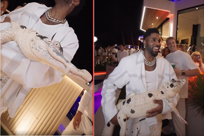 කාගෙත් සිත් දිනාගත් ඩැල්මේෂන් කිඹුලා