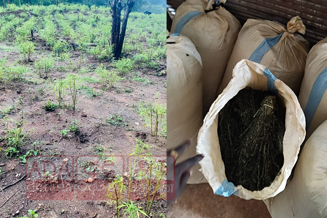 ගංජා සමග සිව්දෙනෙකු අත්අඩංගුවට