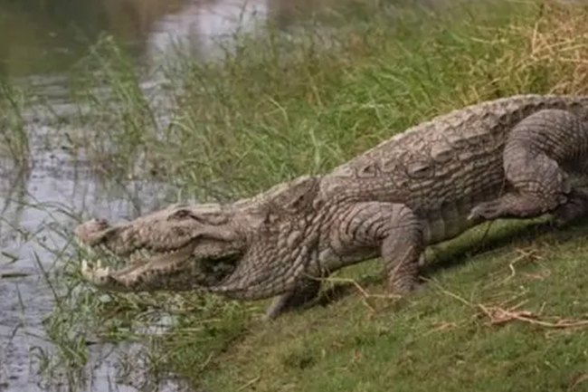 කිඹුලෙකු ඩැහැගෙන ගොස්  පුද්ගලයෙකු අතුරුදන්