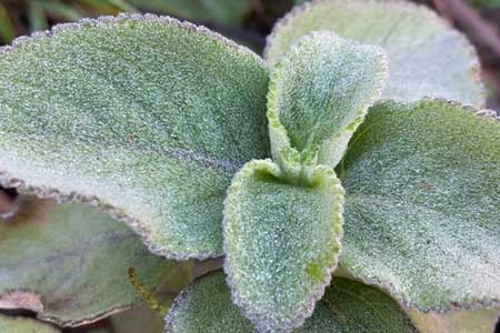 මල්තුහීන...