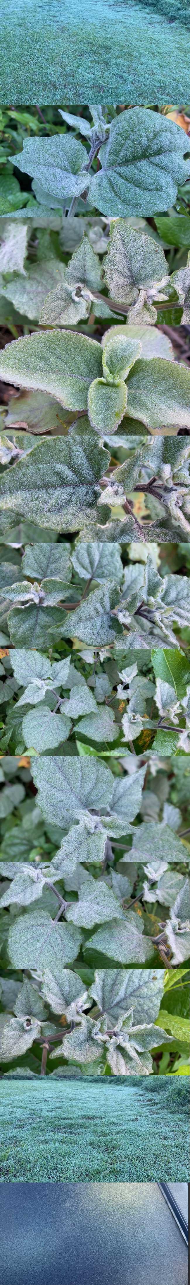 මල්තුහීන...