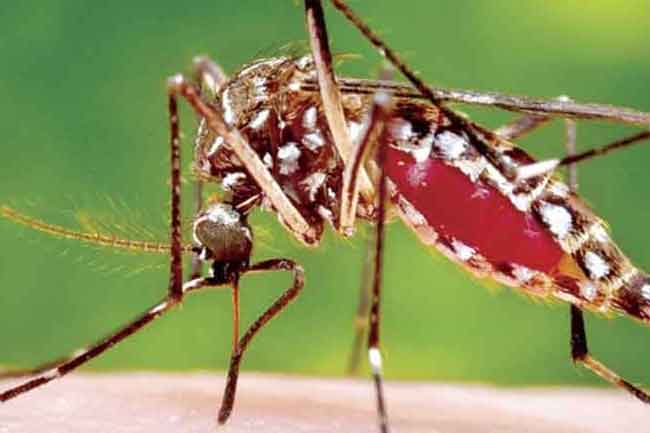 මඩකලපුවේ ඩෙංගු රෝගය ඉහළට