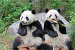 ජපානයේ සිටින අවසන් පැන්ඩා පැටවුන් දෙදෙනාත් චීනයට