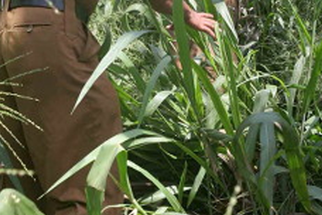 ගිනිඅවියක් සහ අත්බෝම්බයක් දික්වැල්ලෙන් සොයා ගනී