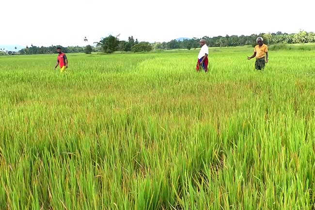 ප්‍රදේශ රැසක ගොයම් පත්‍ර කහවීමේ රෝගයක්
