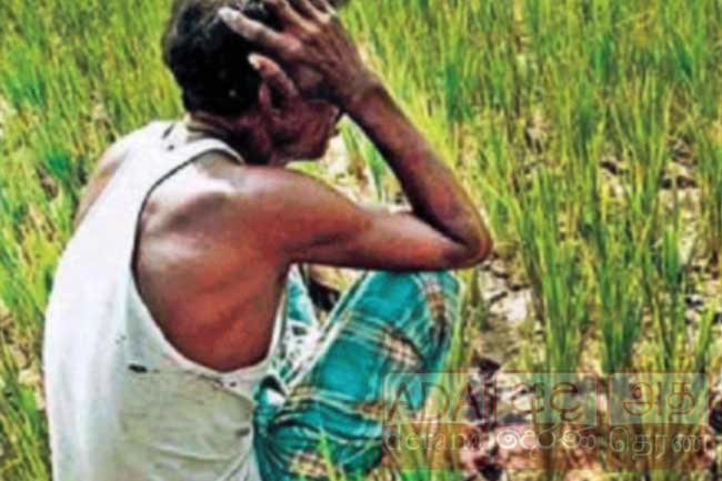 ගොවීන්ට රක්ෂණ මාසයක් - වගා හානියට හිමිවෙන රක්ෂණාවරණ මෙන්න