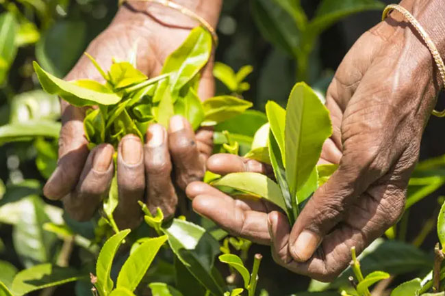 වතු සේවක වැටුප් වැඩි කරන ගිවිසුම අත්සන් කිරීම හෙට 
