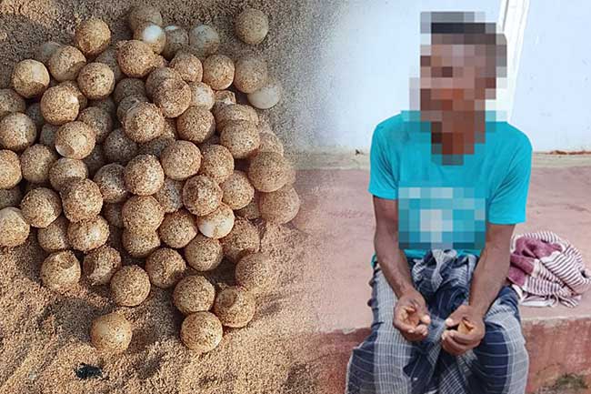 නීතිවිරෝධී කැස්බෑ බිත්තර 117ක් සමග අයෙක් නාවික හමුදා භාරයට