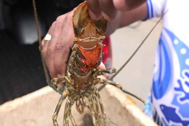 ඇල්ලීමට තහනම් කටු පොකිරිස්සන් ඇල්ලූ අයෙක් අත්අඩංගුවට