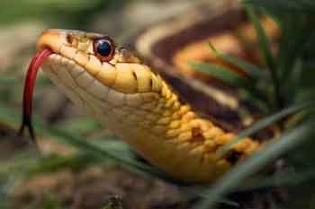 සර්පයින් දෂ්ඨ කිරීමෙන් සෑම වසරකම ඉන්දියානුවන් 50,000ක් මරුට