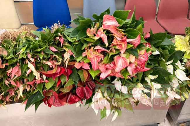 ඇන්තූරියම් පැළ තොගයක් කටුනායක දී රේගු භාරයට