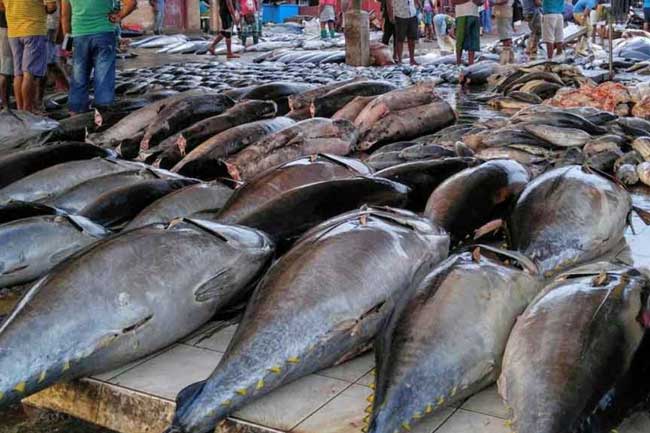 මාදැල් ධීවර සත්‍යග්‍රහය හමුවේ මාළු මිලත් ඉහළයයිද?