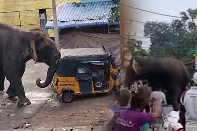 වනඅලි දෙදෙනෙකු කඩාපැන වාලච්චේනේ කලබලයක්