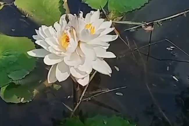 එක නැට්ටේ පිපුණු ඕලු මල්