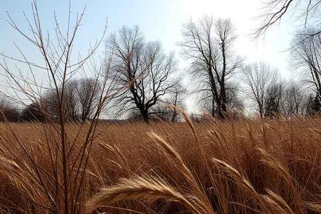 වියළි කාලගුණික තත්ත්වය තවදුරටත්