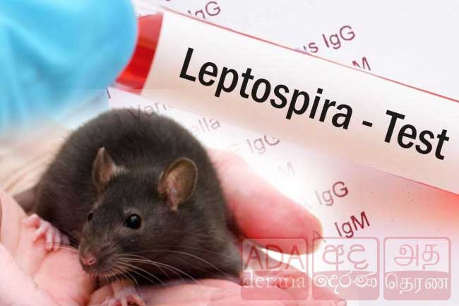 මේ වසරේ ගත වු කාලය තුළ මී උණ රෝගීන් 1,800ක්