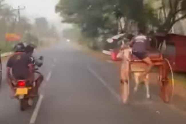 තරගයට තිරික්කල පැද ගවයෙකුට දුන් වේදනාවට අයෙකු අත්අඩංගුවට