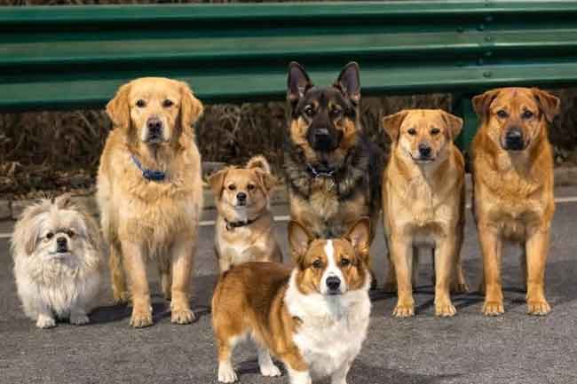 ලොවක් ආදරය කළ පුංචි බලු රැළේ අපූරු කතාව