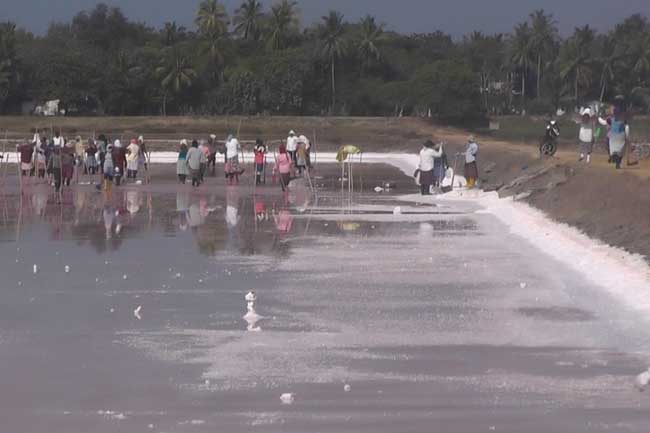 යල කන්නයේ ලුණු අස්වනු නෙලීම ආරම්භ වෙයි