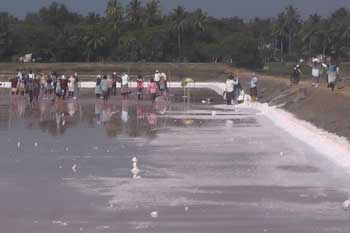 යල කන්නයේ ලුණු අස්වනු නෙලීම ආරම්භ වෙයි