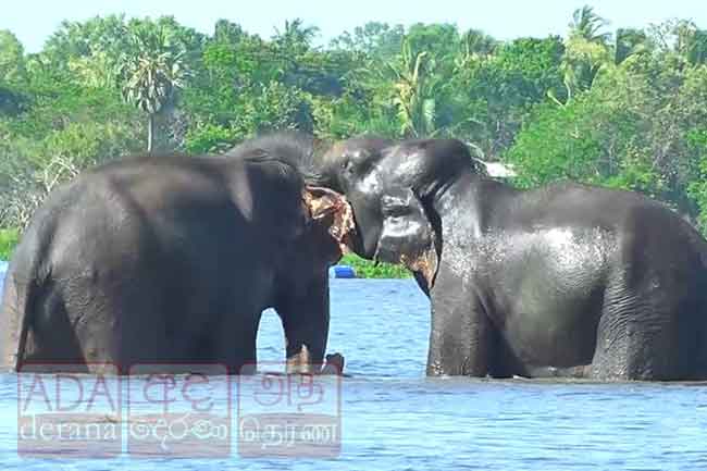 වතුර නාන සද්ධන්තයෝ
