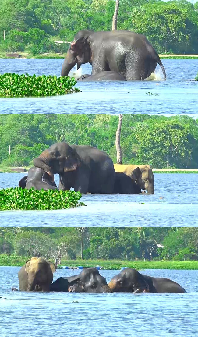 වතුර නාන සද්ධන්තයෝ