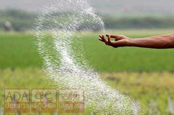 රට තුළ පොහොර සීමිත බැවින් වී වගාවට පමණක් යූරියා ලබාදීමට රජය සැරසෙයි