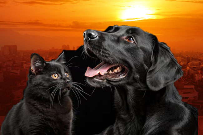 අධික උණුසුම විශේෂයෙන් කළු පැහැති සතුන්ට මාරාන්තිකයි