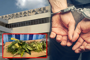 නීතිවිරෝධීව ගෙන ආ විසිතුරු පැළ  තොගයක් සමග ව්‍යාපාරිකයෙකු අත්අඩංගුවට