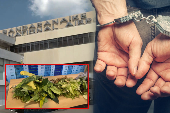 නීතිවිරෝධීව ගෙන ආ විසිතුරු පැළ  තොගයක් සමග ව්‍යාපාරිකයෙකු අත්අඩංගුවට