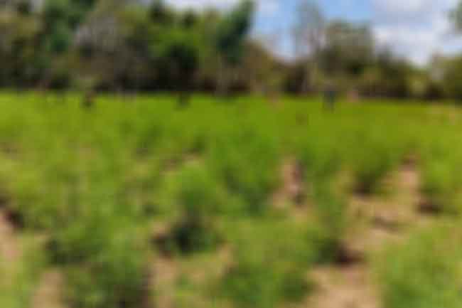 රුපියල් මිලියන 4.5ක් පමණ වටිනා ගංජා හේනක් වටලයි