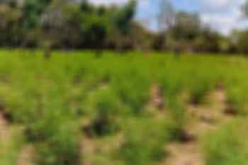 රුපියල් මිලියන 4.5ක් පමණ වටිනා ගංජා හේනක් වටලයි