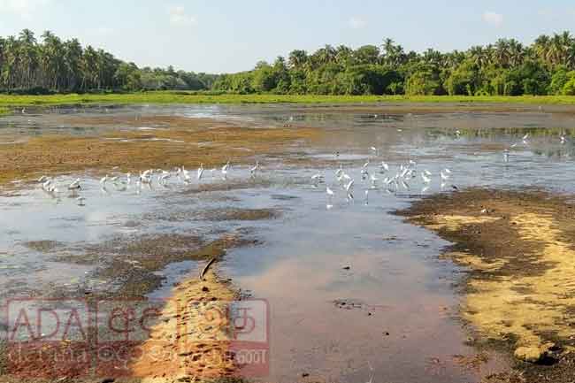 කොක්කු රෑනක් මත්ස්‍යයින් දඩයම් කරන අයුරු...