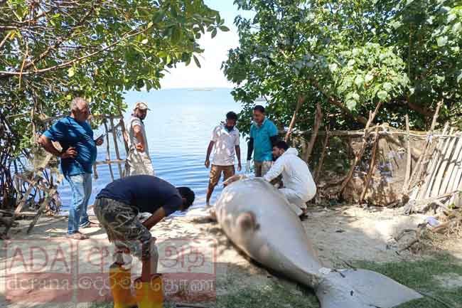 මරණයට පත්ව සිටි දැවැන්ත මුහුදු ඌරා...