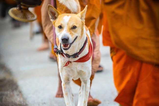 ආලෝකාගේ ආරක්ෂාව ඉහළ මට්ටමකින් සපයනවා - ශ්‍රී ලංකා පශු වෛද්‍ය සංගමය