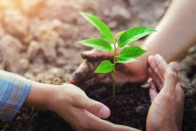 පැළ සිටුවීමේ නැකත උදාවෙයි