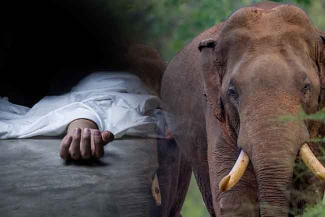 වනඅලි පහරදීමකින් කාන්තාවක් මරුට