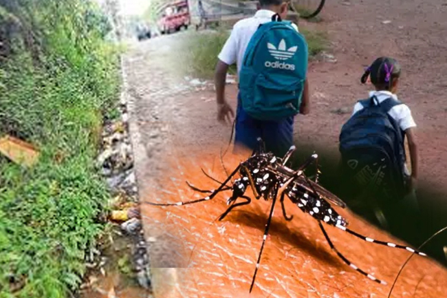 මේ වසරේ ගතවූ කාලය තුළ ඩෙංගු මරණ 12ක් - ළමුන් දෙදෙනෙකුත් ඒ අතර