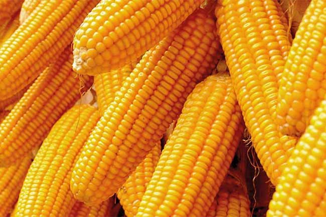 ආනයනික බඩඉරිඟු සඳහා පනවා ඇති වෙළෙඳ භාණ්ඩ බද්ද ඉහළට