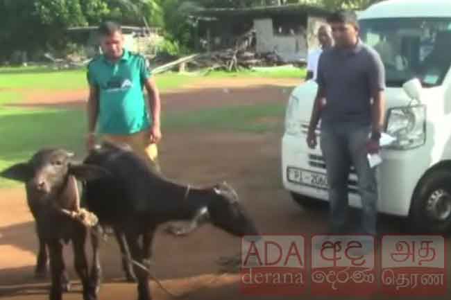 සූදු ඔට්ටුවෙන් පැරදුණු මිතුරාට සල්ලි සොයන්න පාසල් සිසුන් කළ ජාවාරම