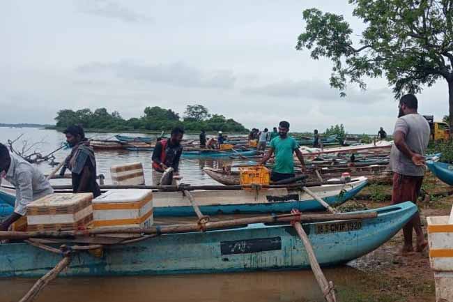 උඩවලව ජලාශයෙන් රුපියල් කෝටියකට අධික මිරිදිය මත්ස්‍ය අස්වැන්නක්