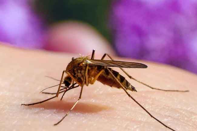 පසුගිය වසරේදී මෙරටින් බරවා රෝගීන් 68ක් 