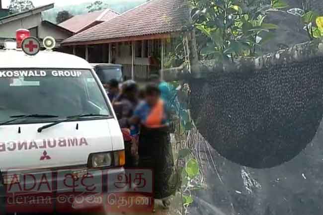 තේ දළු නෙළමින් සිටි කාන්තාවන් පිරිසකට බඹර ප්‍රහාරයක්