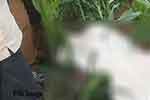 වන අලි පහරදීමකින් පියෙකු සහ දියණියක මරුට